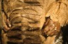 Thumbnail of DETAIL OF CHILD'S HAND  (CAS84:DS:0153:02)