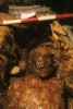 Thumbnail of DETAIL OF HEAD (CAS84:DS:2767:02)