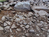 Thumbnail of close up of rubble layer day 5