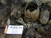 Thumbnail of Urn and bone in cist day 8