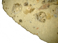 Hand specimen, fresh broken surface - Richborough 527